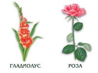 Демонстрационные карточки "Цветы (Лесные,Луговые,Садовые)"