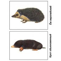 Демонстративные карточки "Животные нашей страны"